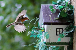 Як залучити птахів у саду? Як залучити птахів у саду?